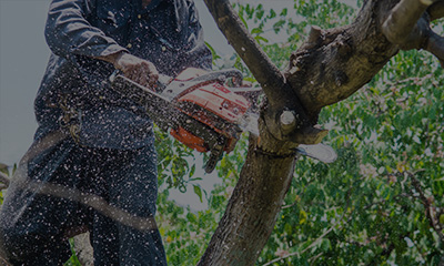 庭木の伐採・抜根