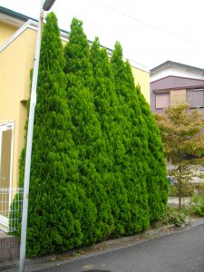 コニファー剪定 高さを詰めて整えよう たかはし庭園 川崎市多摩区の造園専門店