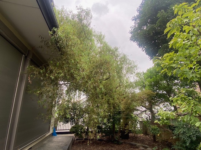 ４mの庭木伐採前